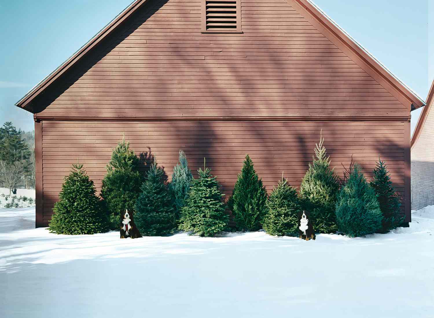 10 Kinds of Christmas Bushes—and Methods to Decide the Finest One for You